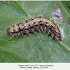 vanessa cardui pyatigorsk larva5 3
